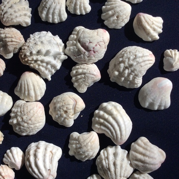 Seashells - Picture 3 of 5